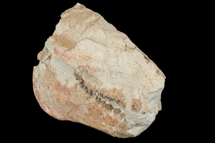 Fossil Oreodont (Merycoidodon) Skull - Wyoming #175648